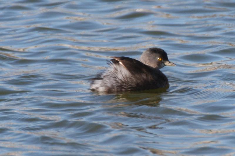 Least Grebe 011109 076.jpg